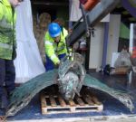 Ordsall Peacock